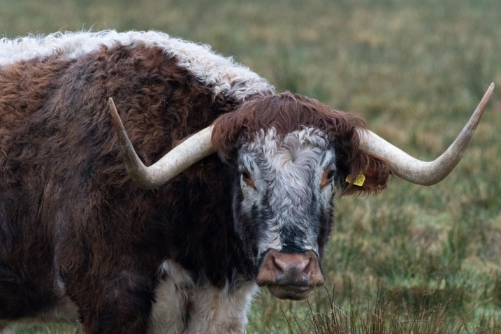 Close up photo of a English longhorn cow